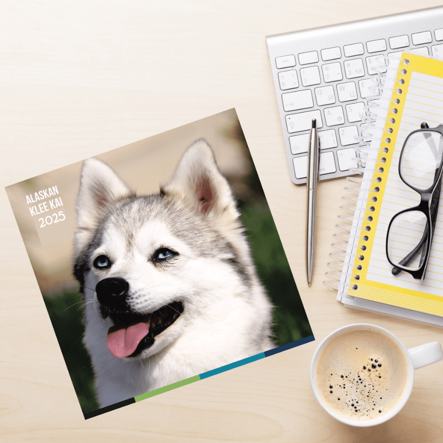 2025 Alaskan Klee Kai Wall Calendar