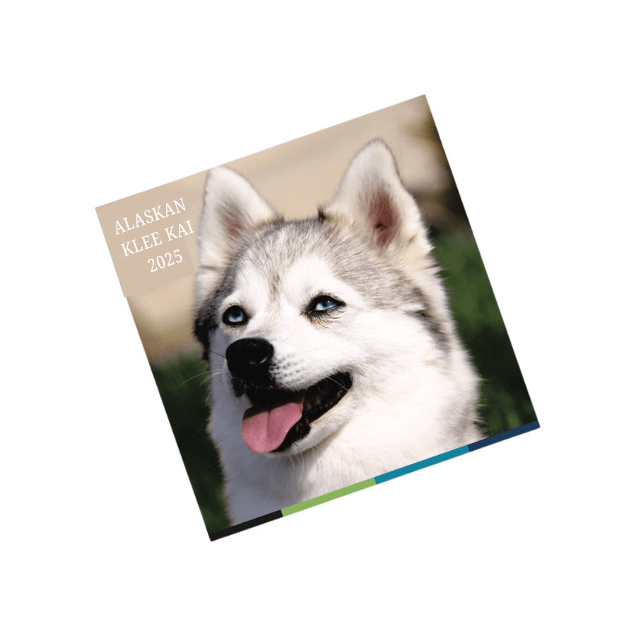 2025 Alaskan Klee Kai Wall Calendar